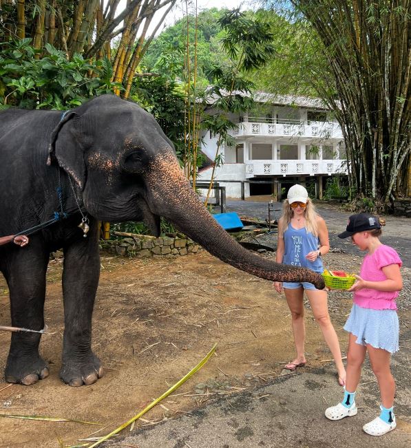 Pinnawala Elephant Feed