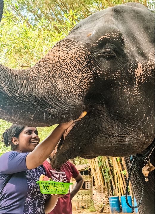 Pinnawala Elephant Feed