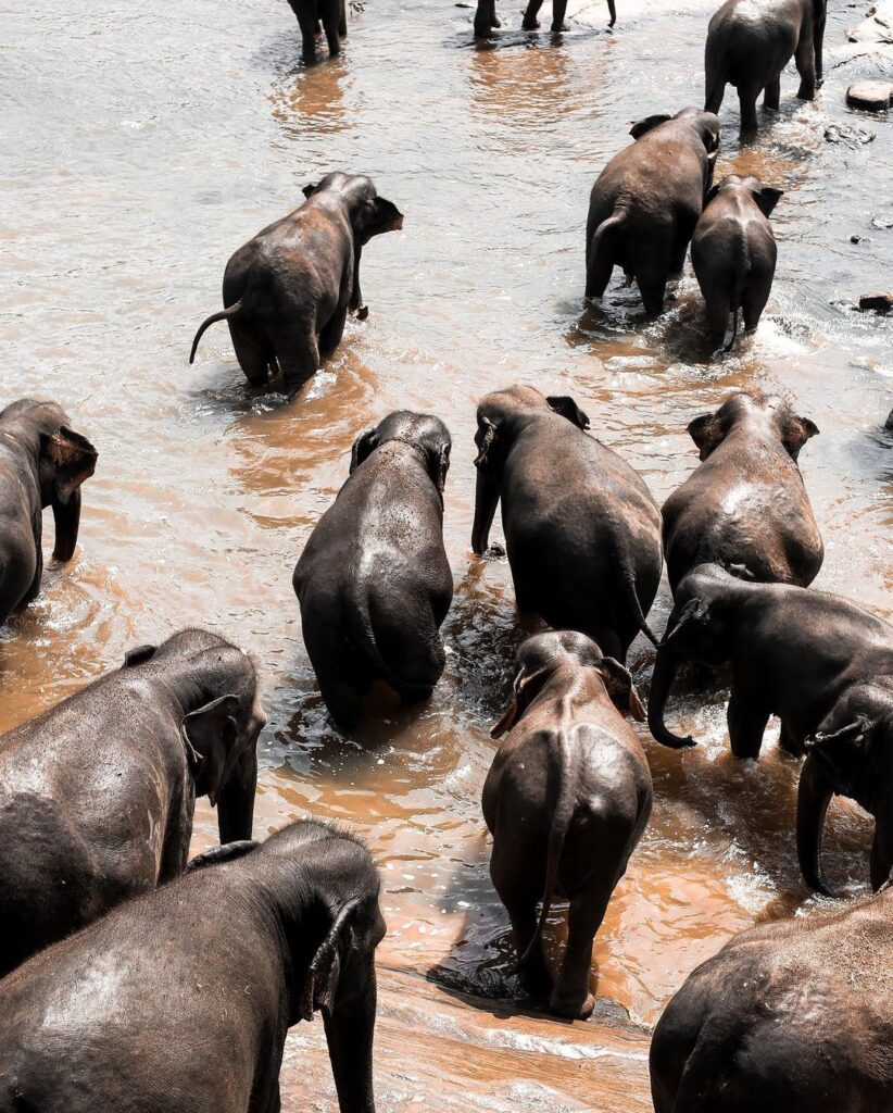 Elephant Sanctuary Sri Lanka