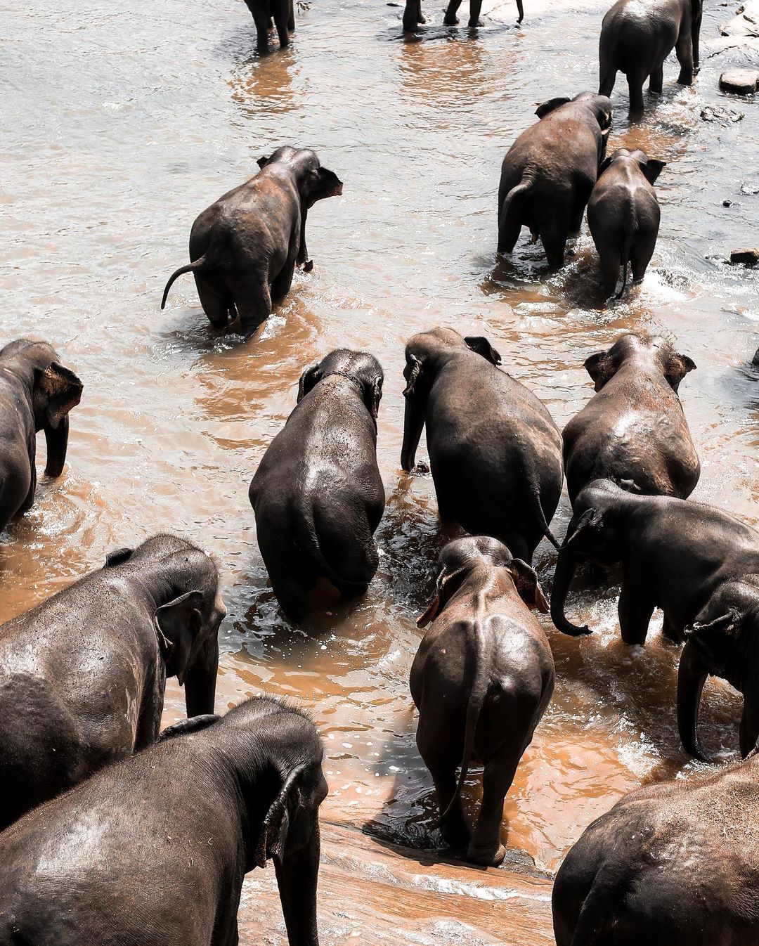 Elephant Sanctuary Sri Lanka