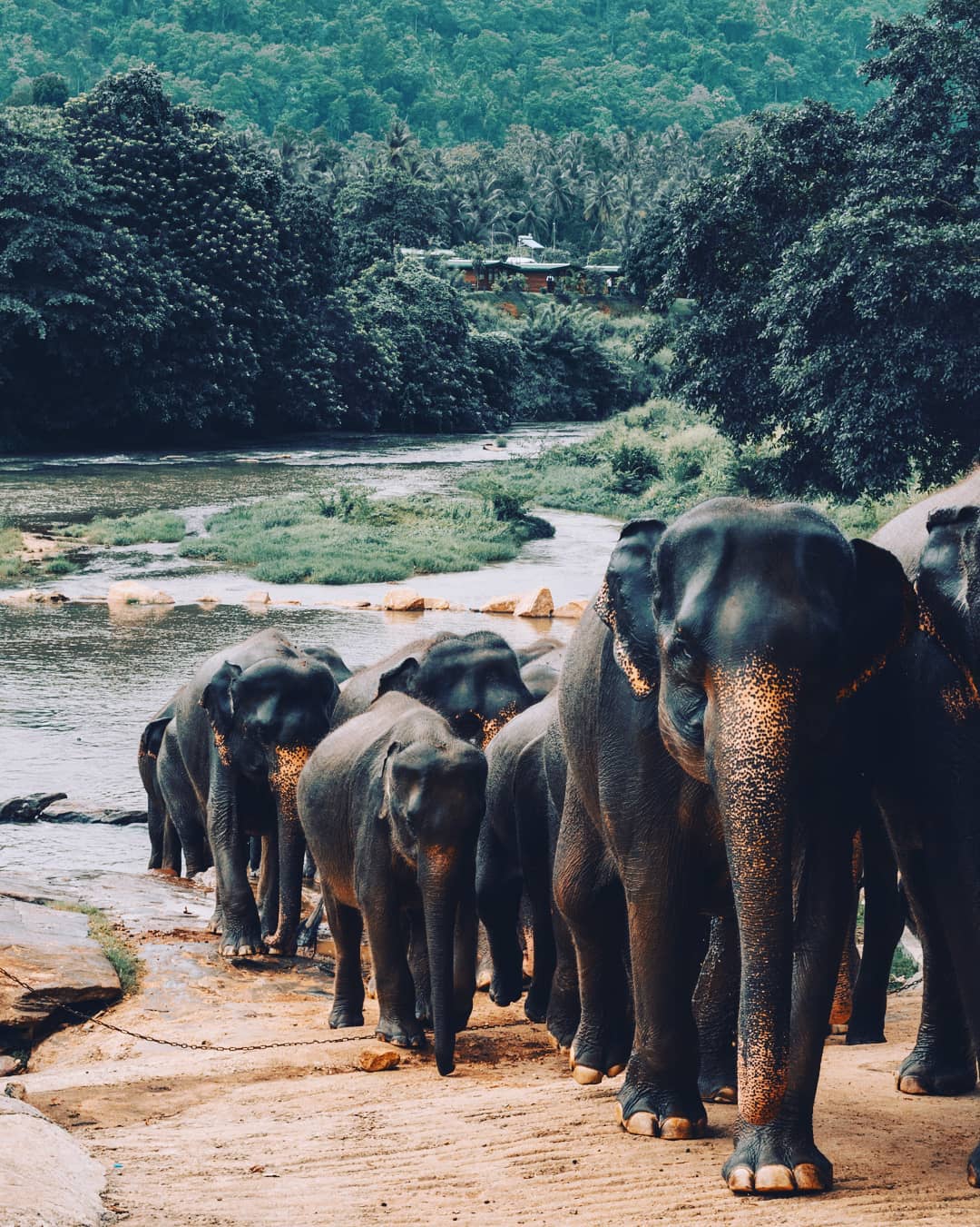Elephant Sanctuary Sri Lanka