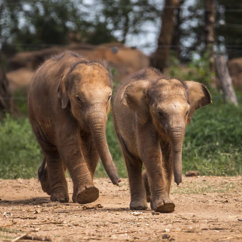 Elephant Transit Home Udawalawe