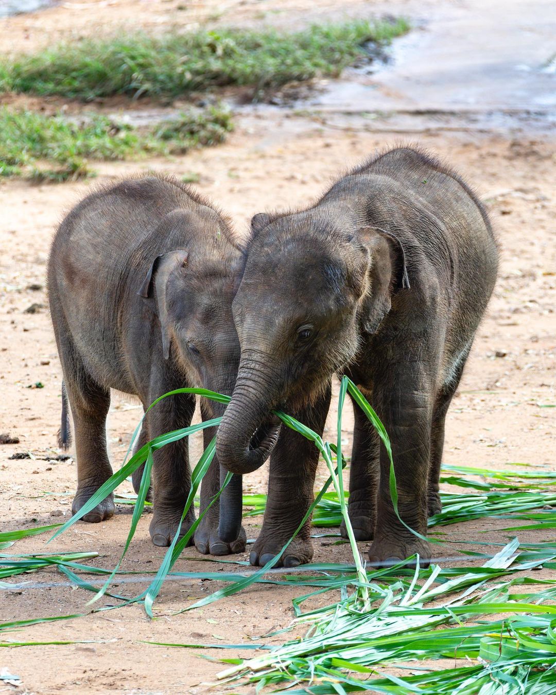 Elephant Transit Home Udawalawe