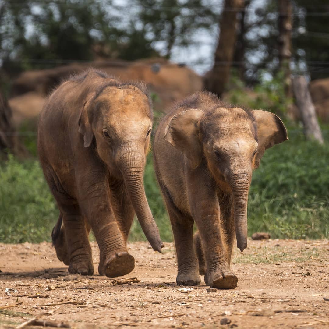 Elephant Transit Home Udawalawe