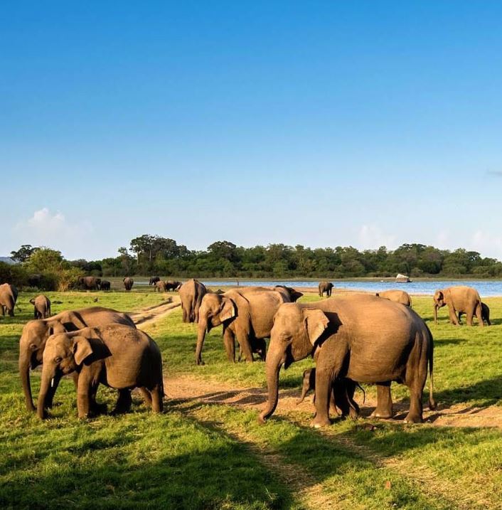 minneriya National park Safari SriLanka