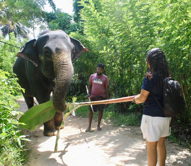 Happy Elephant Walk & Bath Program