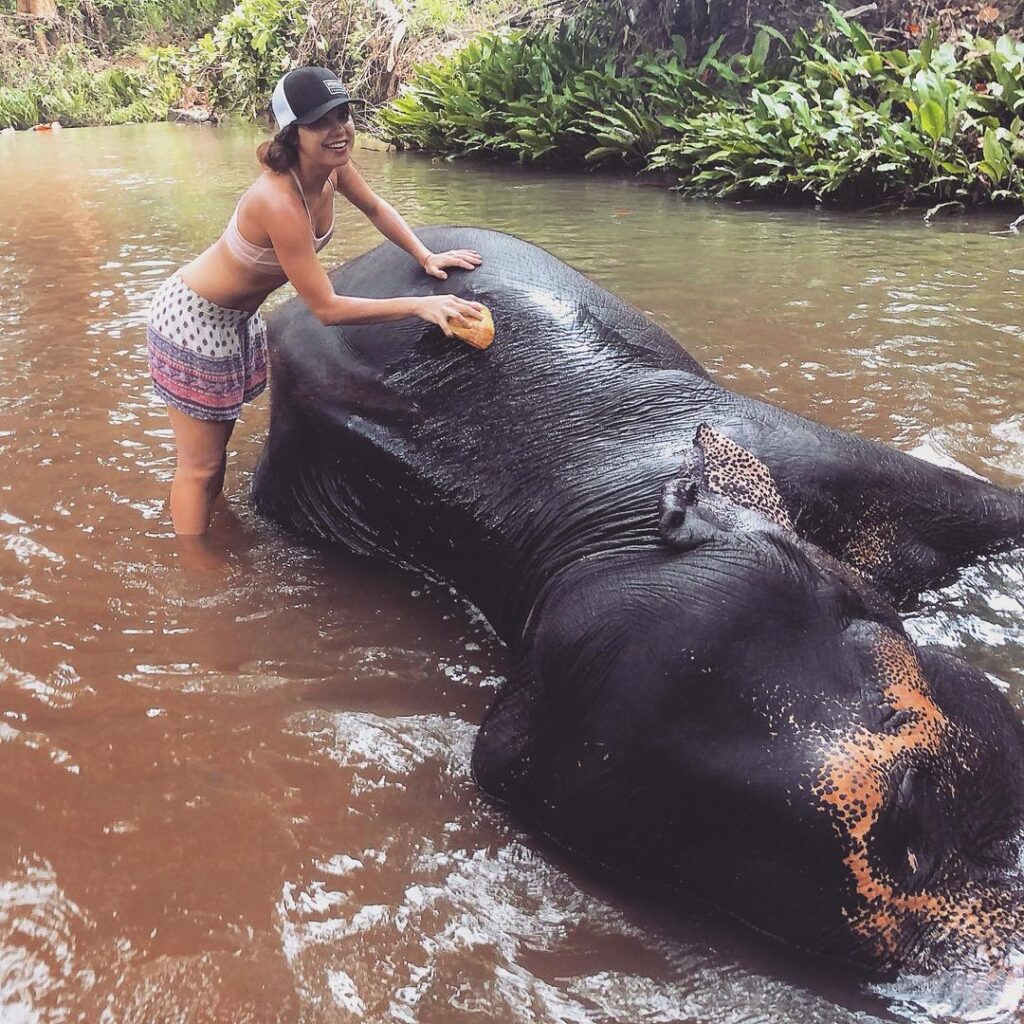 Pinnawala Elephant