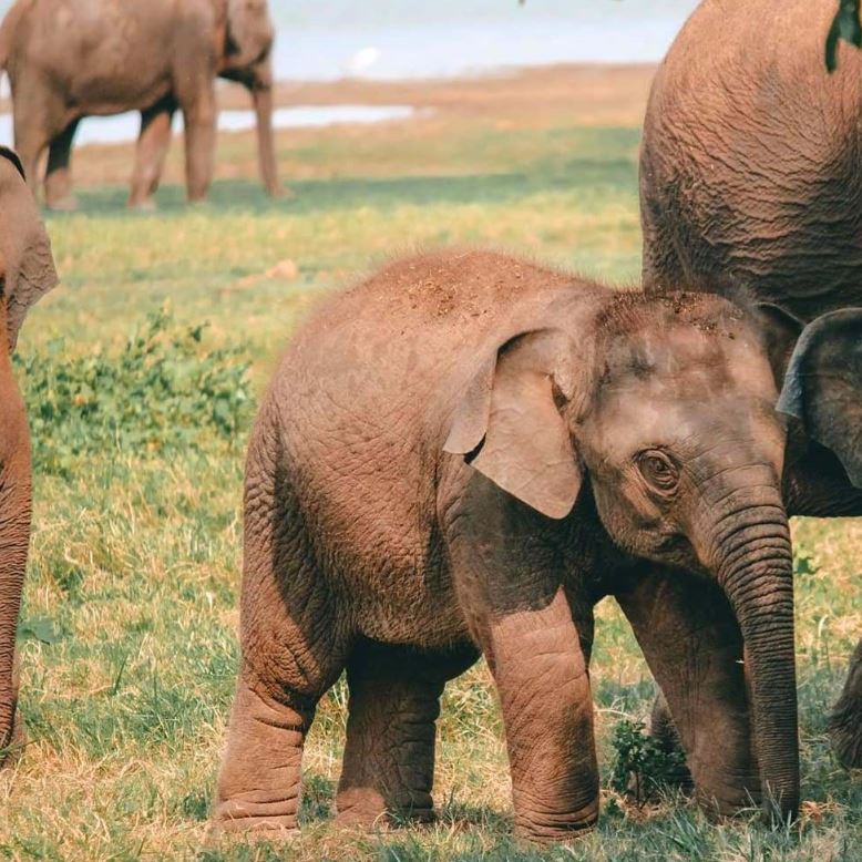 minneriya National park Safari SriLanka