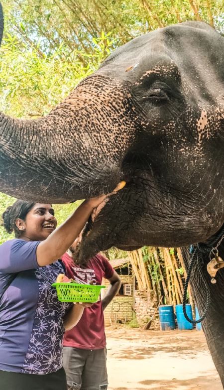 Pinnawala Elephant Walk - Private Project