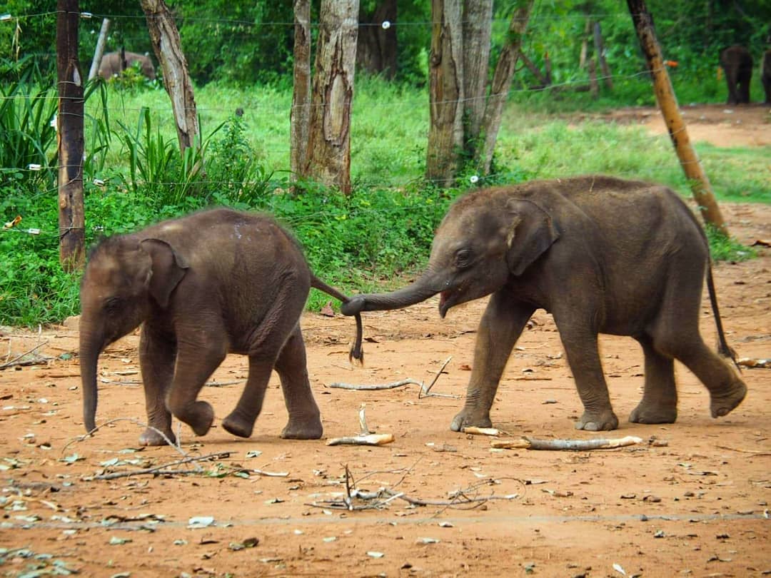 Elephant Transit Home Udawalawe