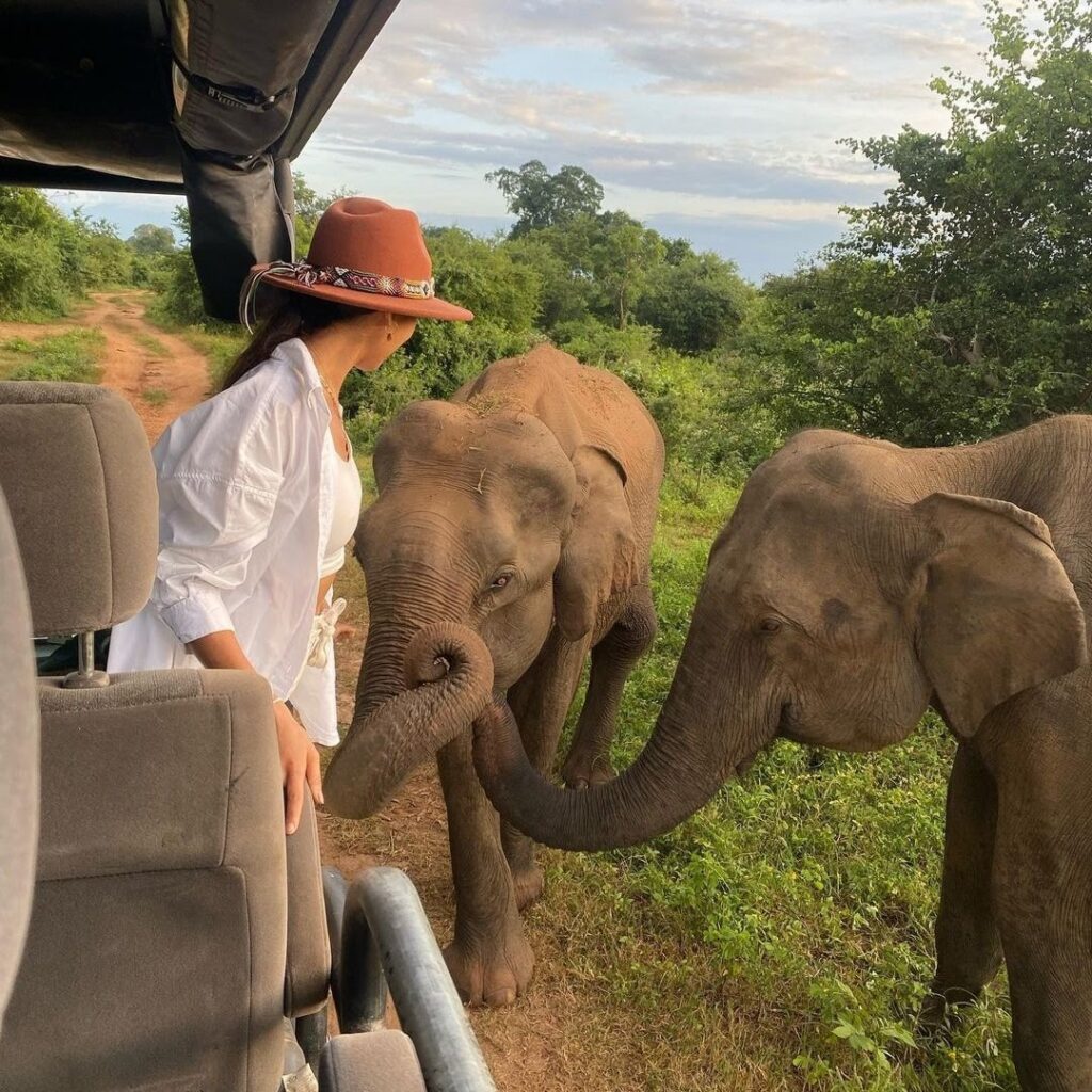 Yala National park Safari Sri Lanka