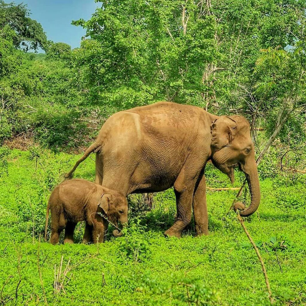 Yala National park Safari Sri Lanka