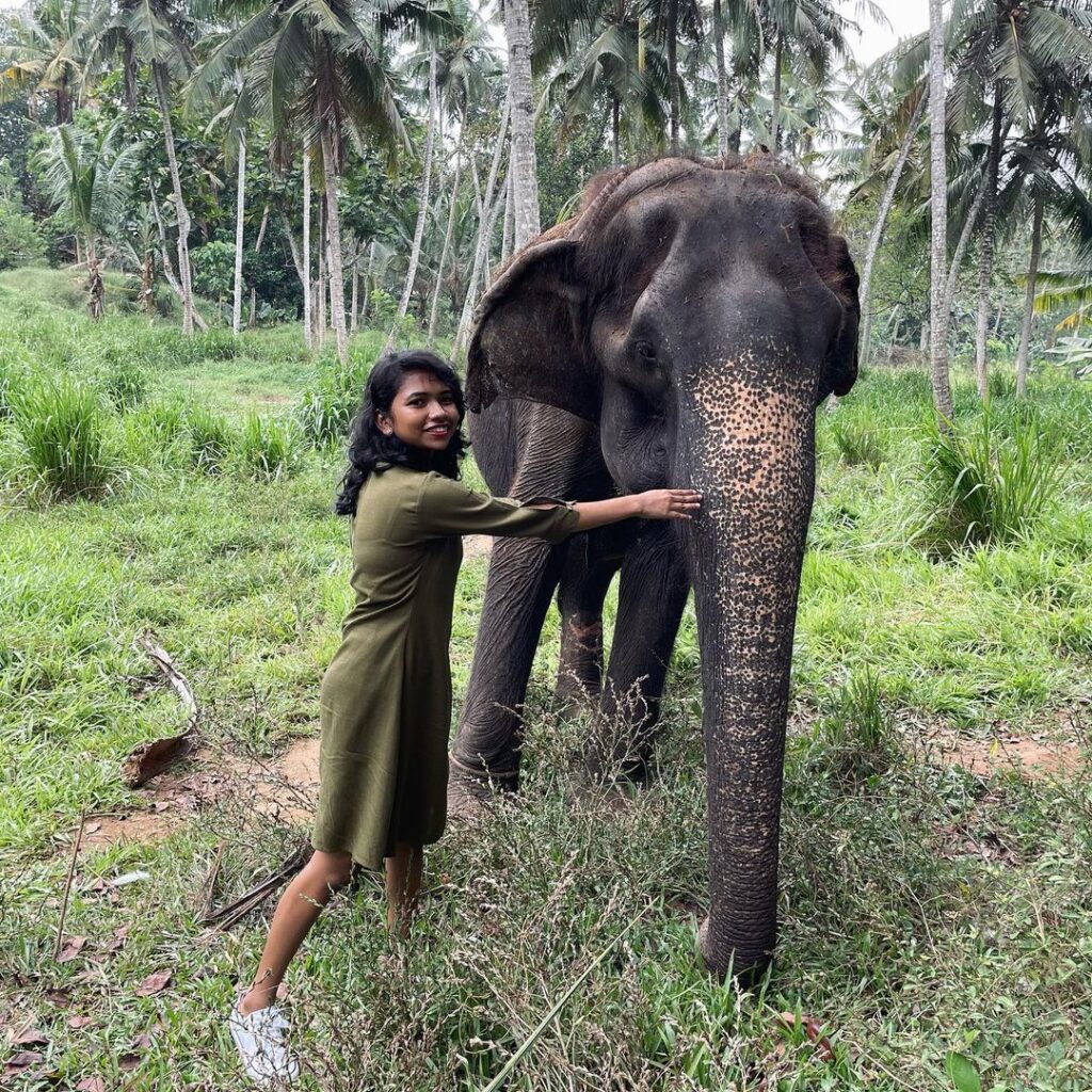 Pinnawala Elephant