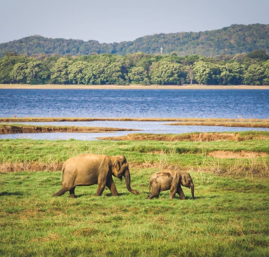 minneriya National park Safari SriLanka